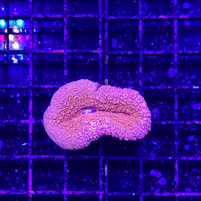 Buy Brain Coral - Lobophyllia (Ultra) (Australia) at www.jlaquatics.com
