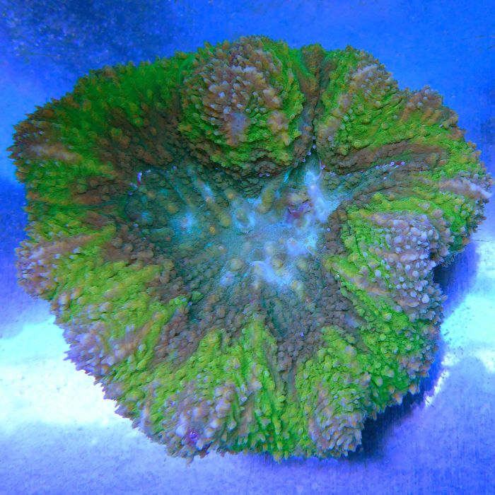 Brain Coral - Symphyllia (Australia)