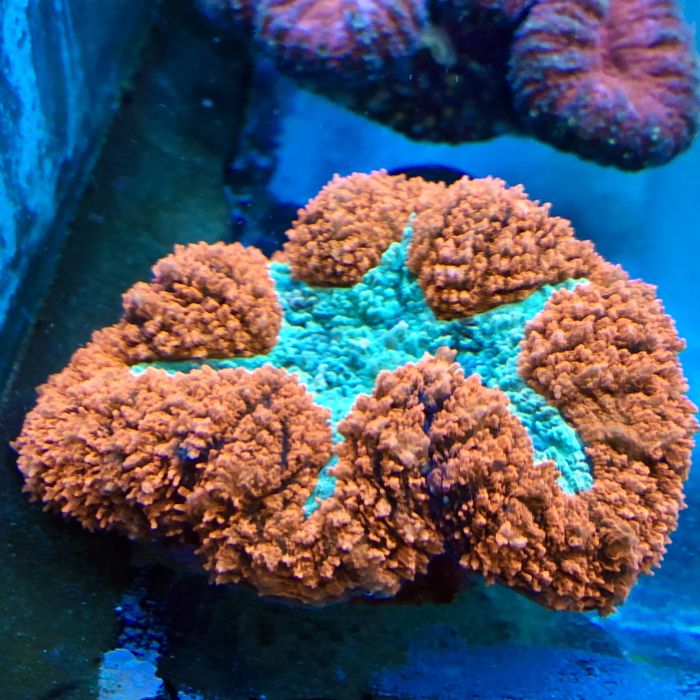 Brain Coral - Symphyllia (Ultra) (Australia)