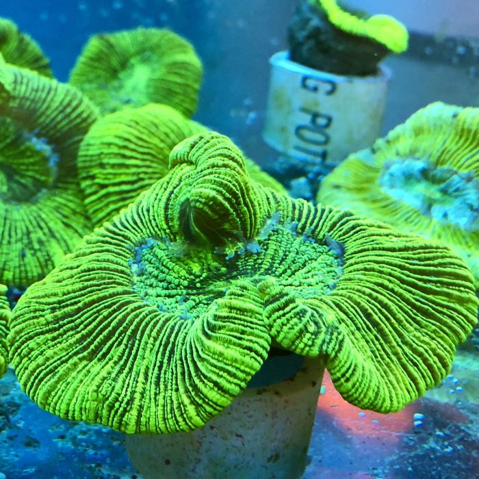 Brain Coral - Trachyphyllia (Australia)