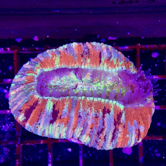 Brain Coral - Trachyphyllia (Ultra) (Australia)
