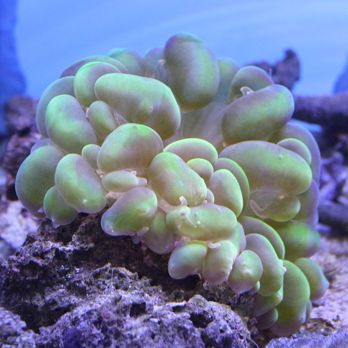 Bubble Coral (Ultra) (Australia)