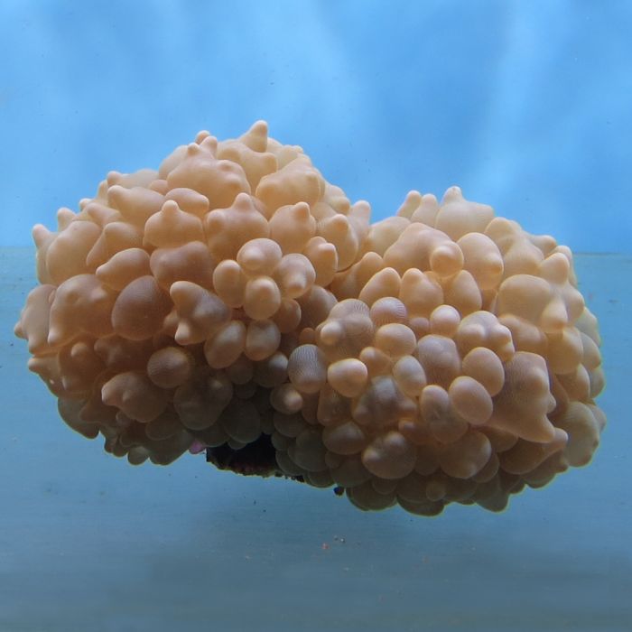 Bubble Coral - Pearl (Australia)