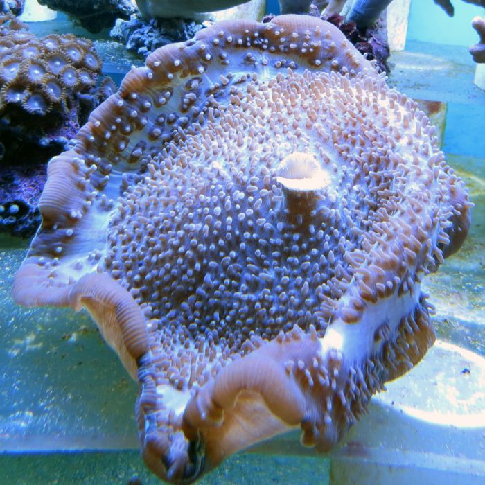 Cup Coral - Colored (Australia)