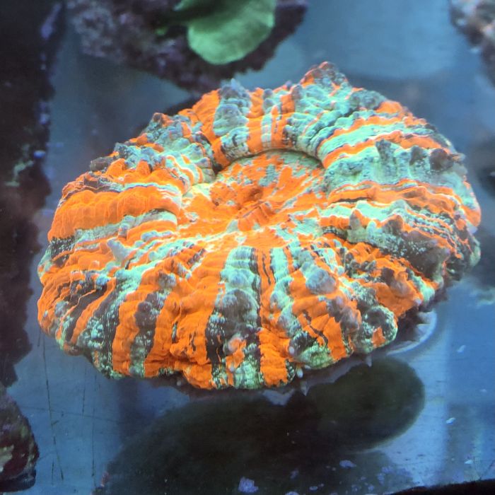 Donut Coral (Ultra) (Australia)