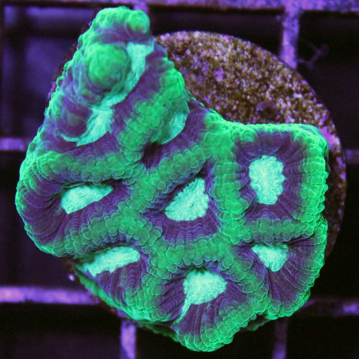 Moon - Favia Coral - Common