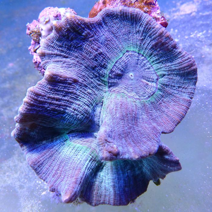 Oulophyllia/Grooved Brain Coral