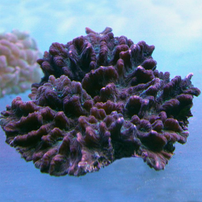 Pectinia/Spiny Cup Coral