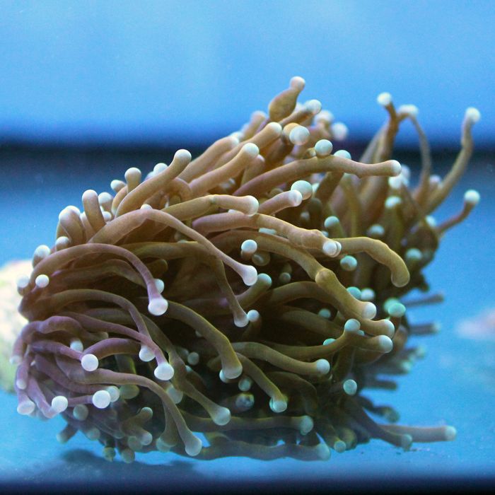 Torch Coral - Gold