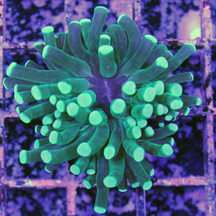 Torch Coral - Green