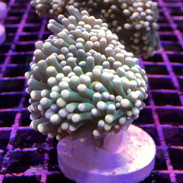 Torch Coral - Common
