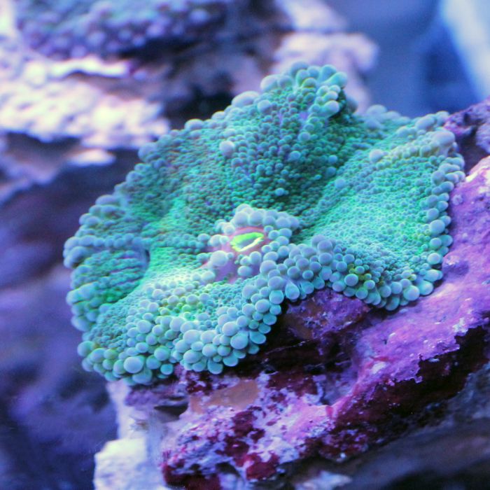 Buy Yuma Mushroom - Green/Purple in Canada Ricordea yuma - J&L Aquatcs