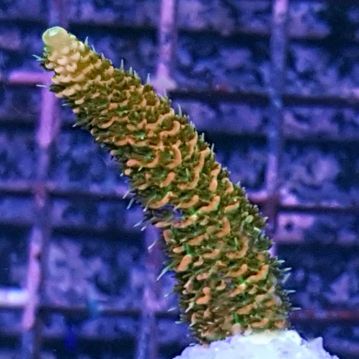 Acropora - Millepora - Assorted A Grade