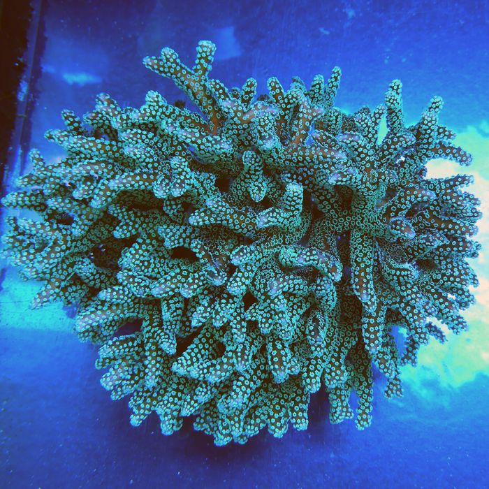 Buy Birdsnest Coral at www.jlaquatics.com