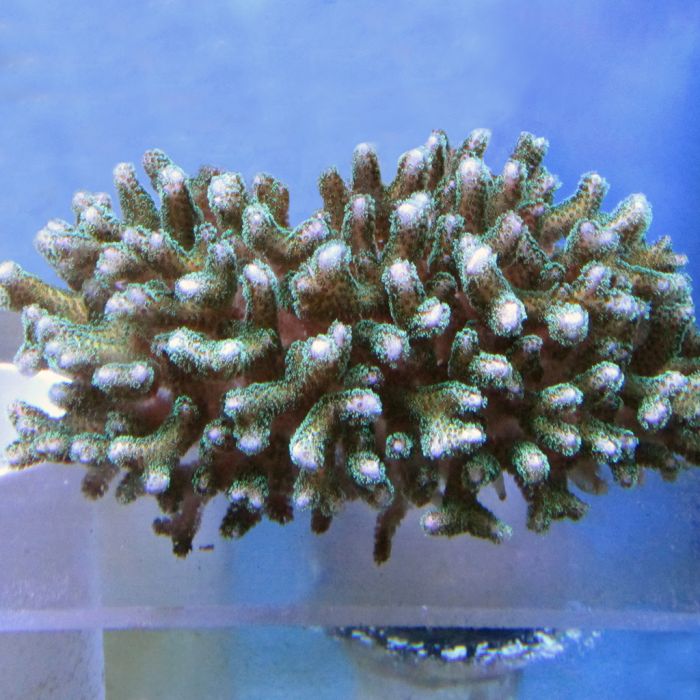Pocillipora Coral