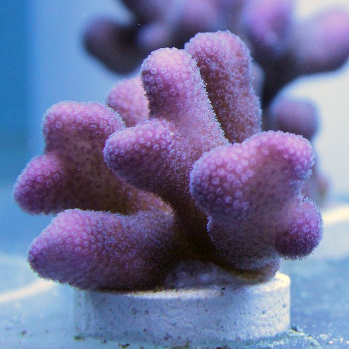 Buy Stylophora - Pink/Purple in Canada Stylophora sp. - J&L Aquatcs