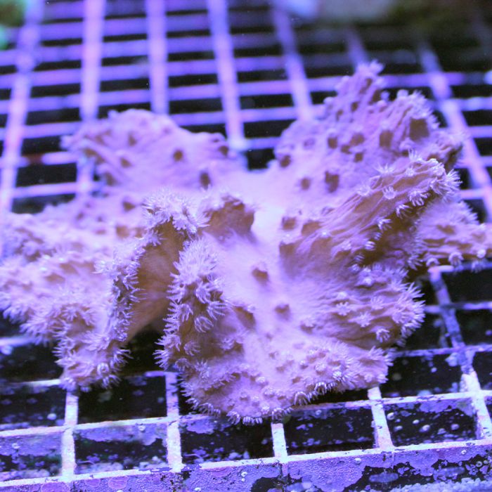 Buy Cabbage Coral in Canada Sinularia dura - J&L Aquatcs