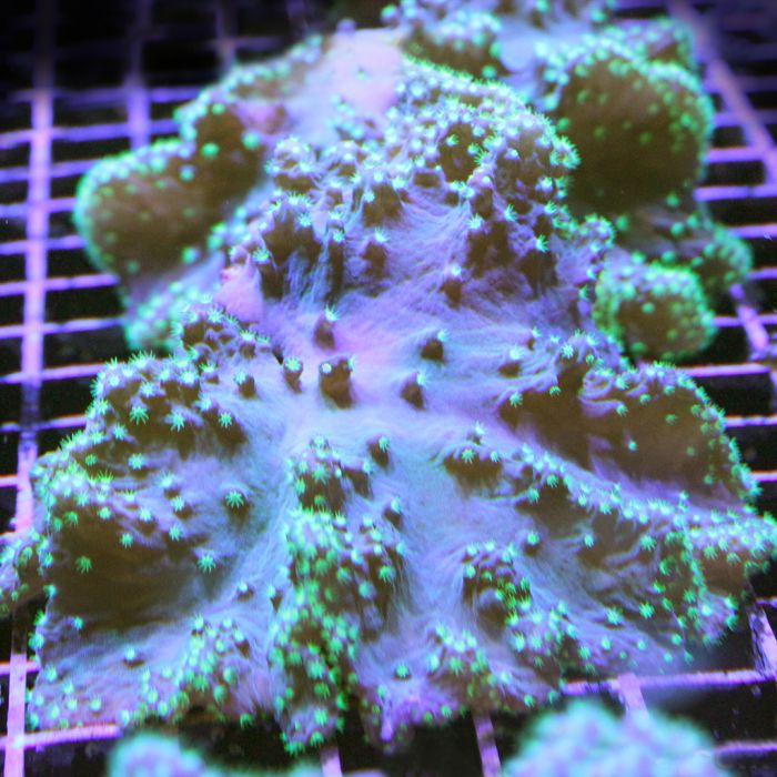 Buy Ultra Cabbage Coral in Canada Sinularia dura - J&L Aquatcs