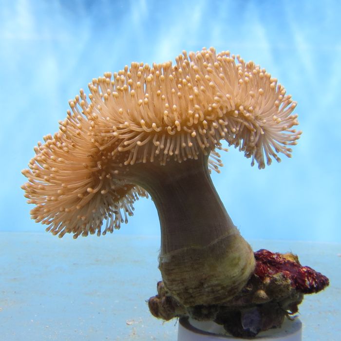 Toadstool Coral - Common