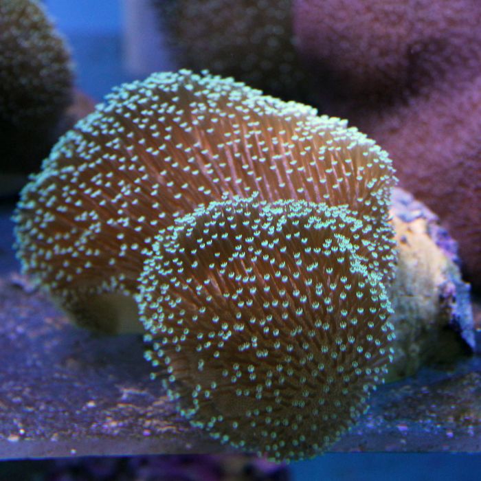 Buy Toadstool Coral - Colored in Canada Sarcophyton sp. - J&L Aquatcs