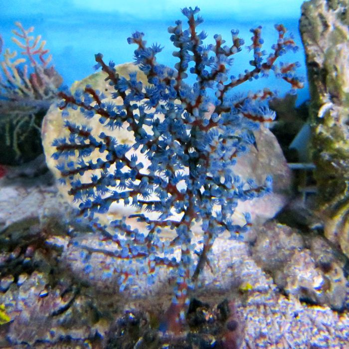 Gorgonian/Sea Fan (Australia)