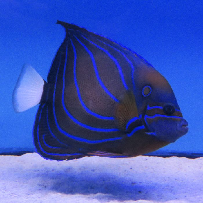 315 Blue Ringed Angelfish Royalty-Free Images, Stock Photos & Pictures |  Shutterstock