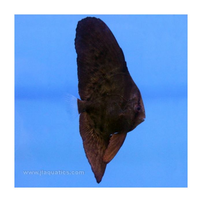 Orbiculate Batfish (Asia Pacific)