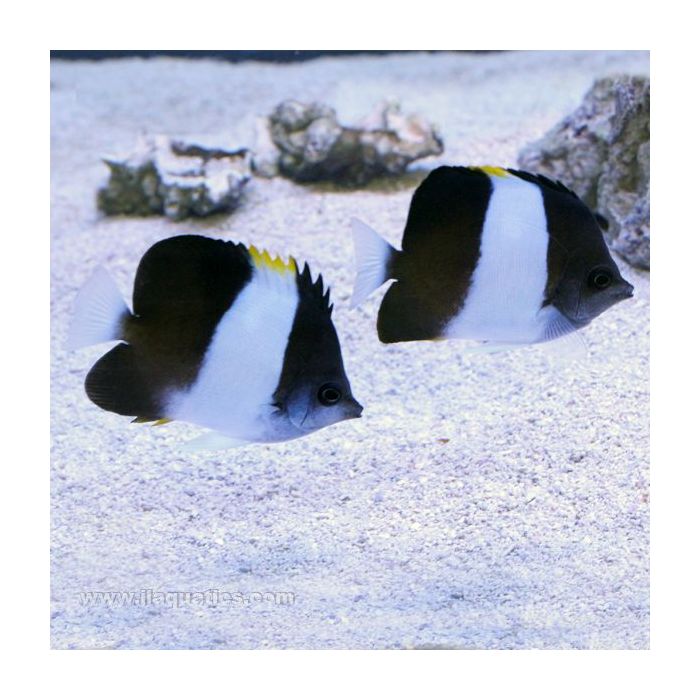 Pyramid Butterfly - Black (Indian Ocean)