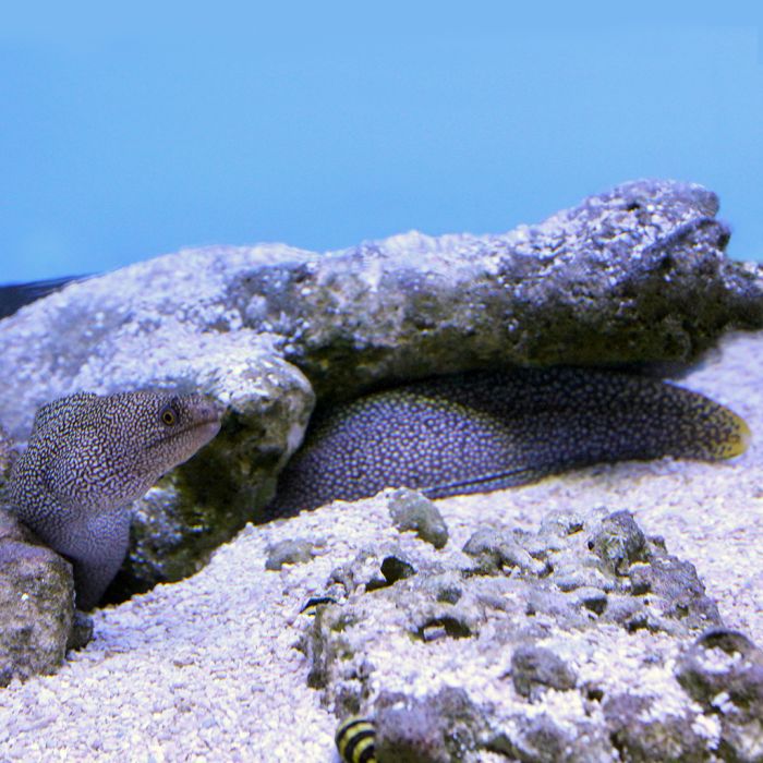 Golden Tail Moray Eel (Atlantic)