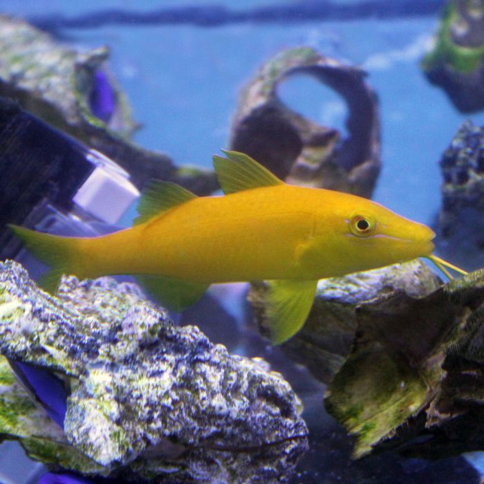 Yellow Goatfish (Indian Ocean)
