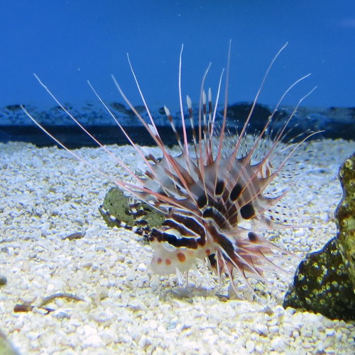Antennata Lionfish (Asia Pacific)