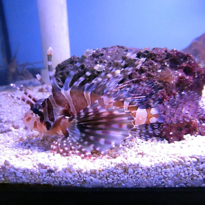 Dwarf Lionfish (Indian Ocean)