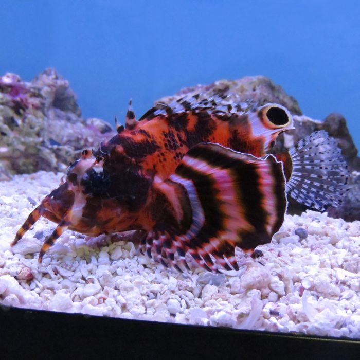 Fu Manchu Lionfish (Asia Pacific)