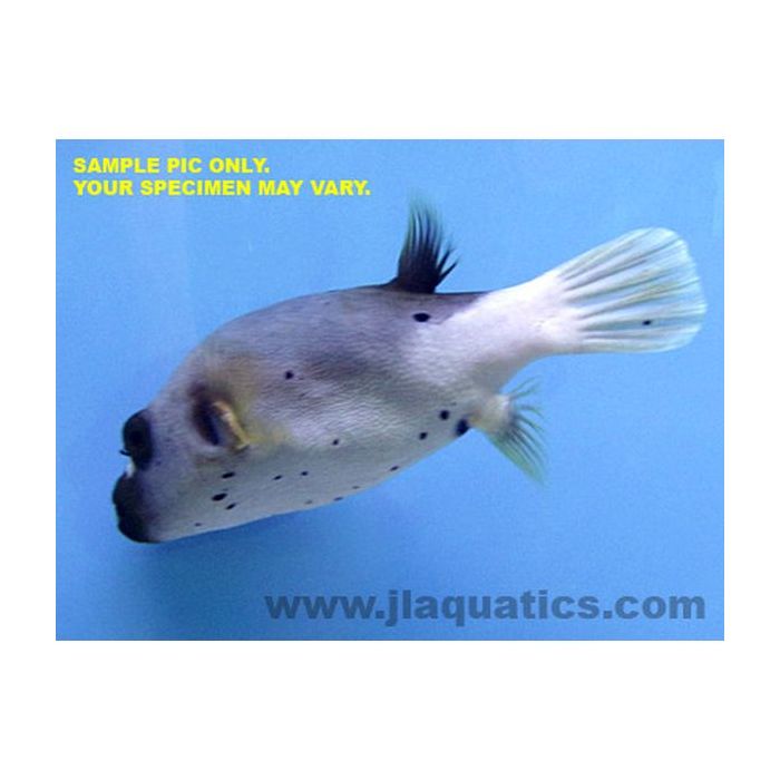 Dog Face Puffer (Asia Pacific)