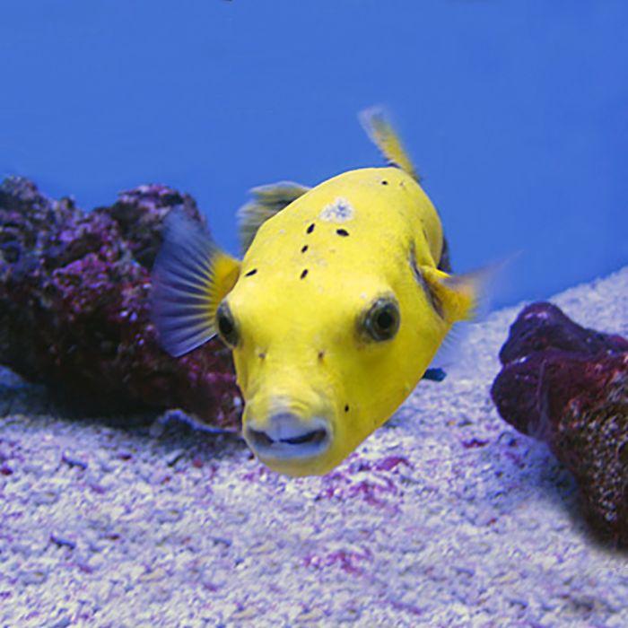 Golden Puffer (South Pacific)