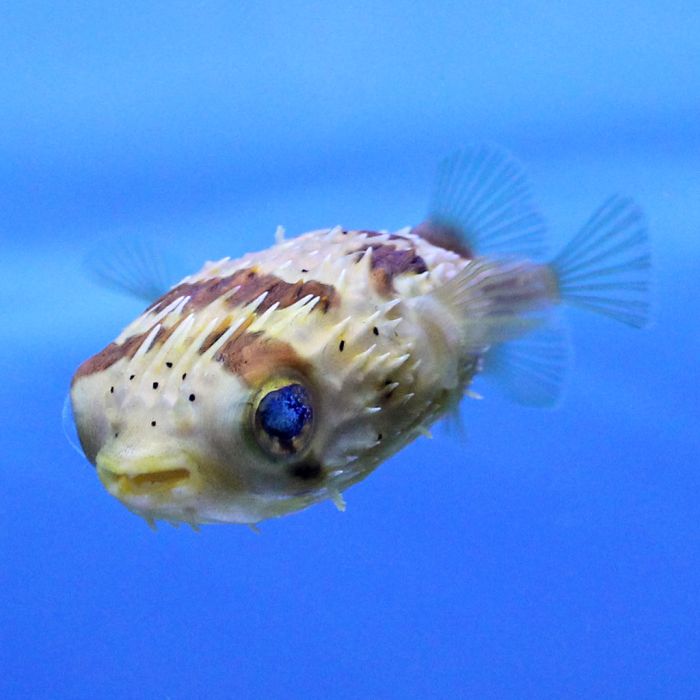 Porcupine Puffer (Asia Pacific)