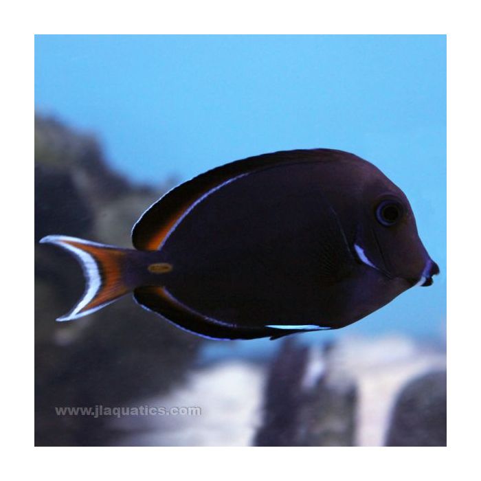 Achilles Tang (South Pacific)
