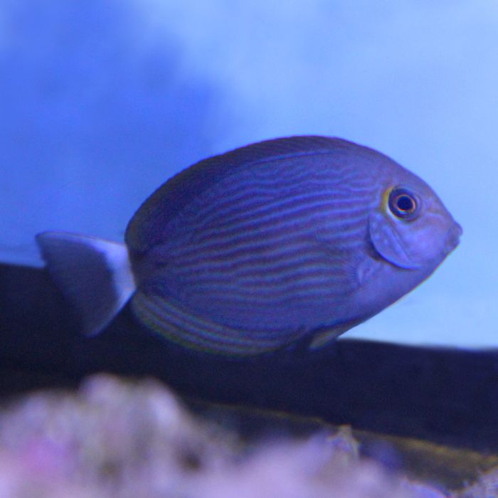 Blue Lined Tang (South Pacific)