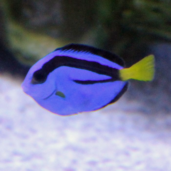 Hippo (Blue) Tang (South Pacific)