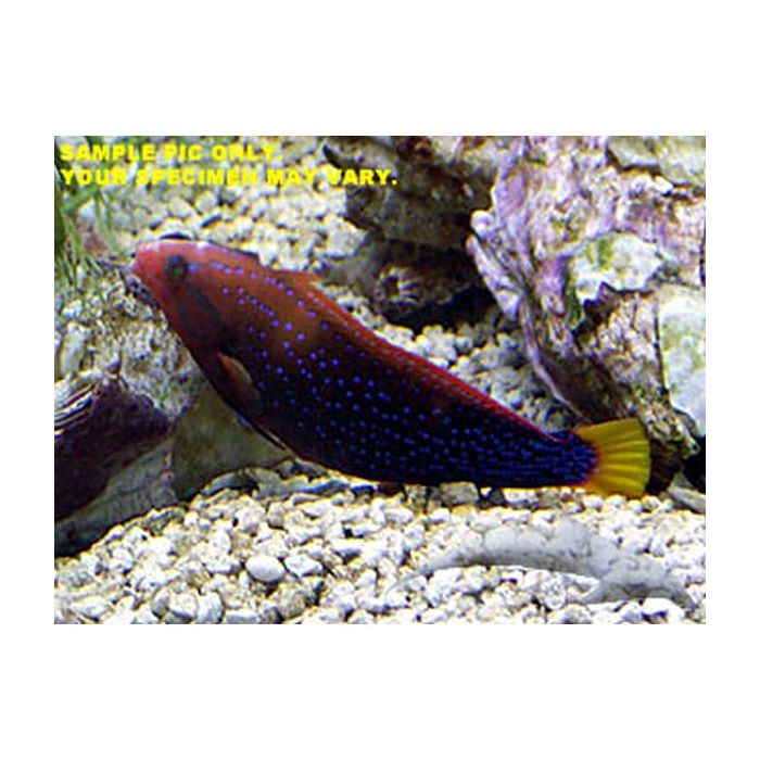 Red (Adult) Coris Wrasse (Asia Pacific)