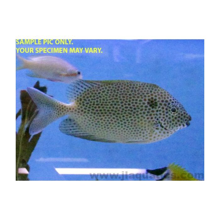 Buy Starry Foxface (South Pacific) at www.jlaquatics.com