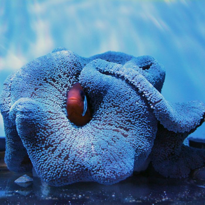Buy Carpet Anemone - Blue (Indian Ocean) at www.jlaquatics.com