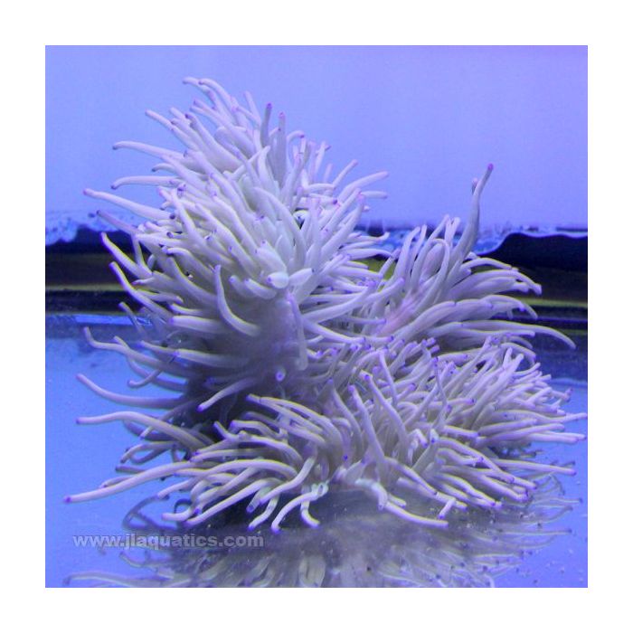 Buy Sebae Anemone - Colored (Indian Ocean) at www.jlaquatics.com