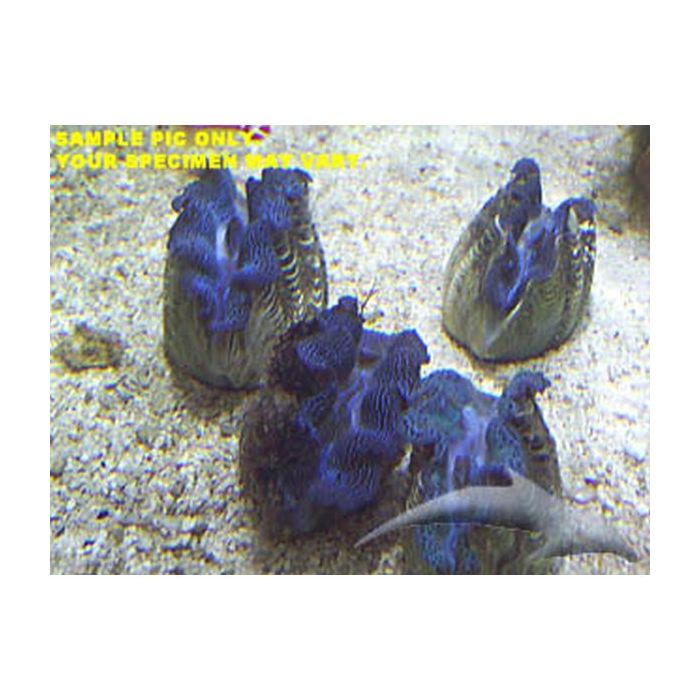 Buy Crocea Giant Clam - A Grade (South Pacific) at www.jlaquatics.com