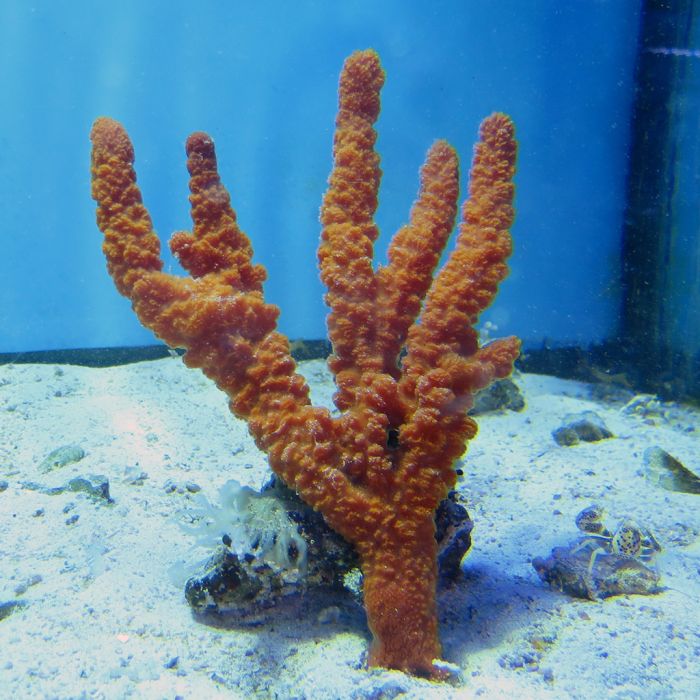 Buy Orange Cactus Sponge (Atlantic) at www.jlaquatics.com