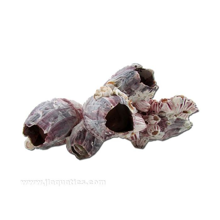 Buy Reef Crest Giant Barnacle Decoration (Large) in Canada