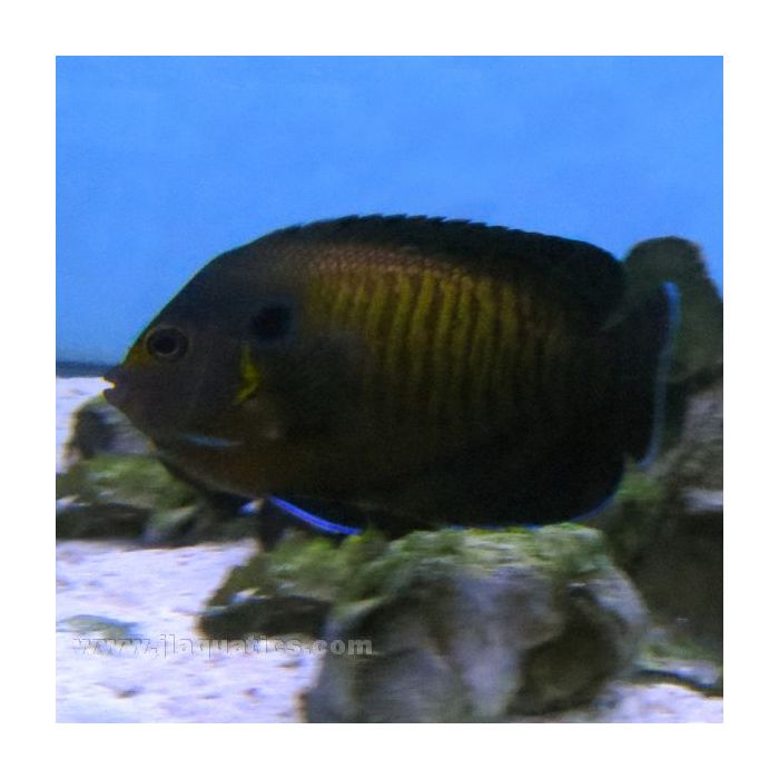 Buy Blue Fin Angel (Indian Ocean) in Canada for as low as 94.95