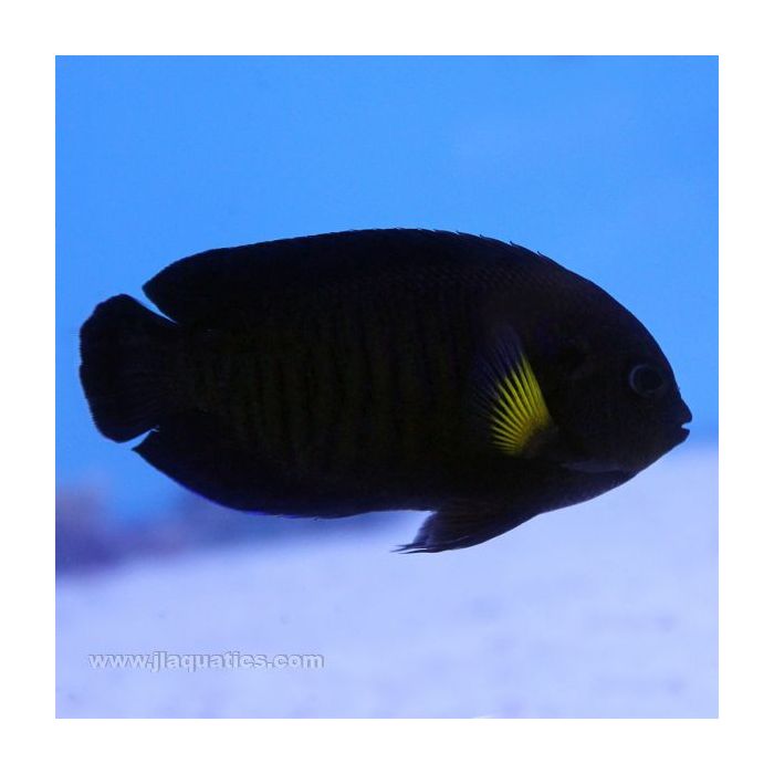 Buy Yellow Fin Angel (Indian Ocean) in Canada for as low as 85.95