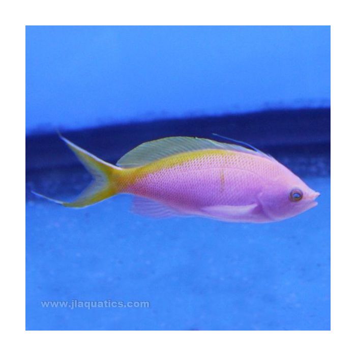 Buy Bartlett's Anthias (South Pacific) in Canada for as low as 69.45
