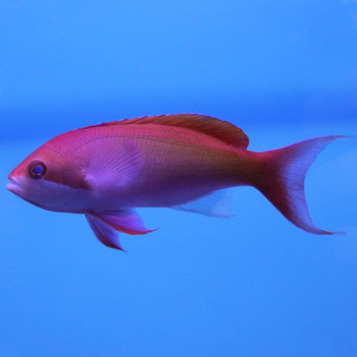 Buy Copper's Anthias (South Pacific) in Canada for as low as 84.45